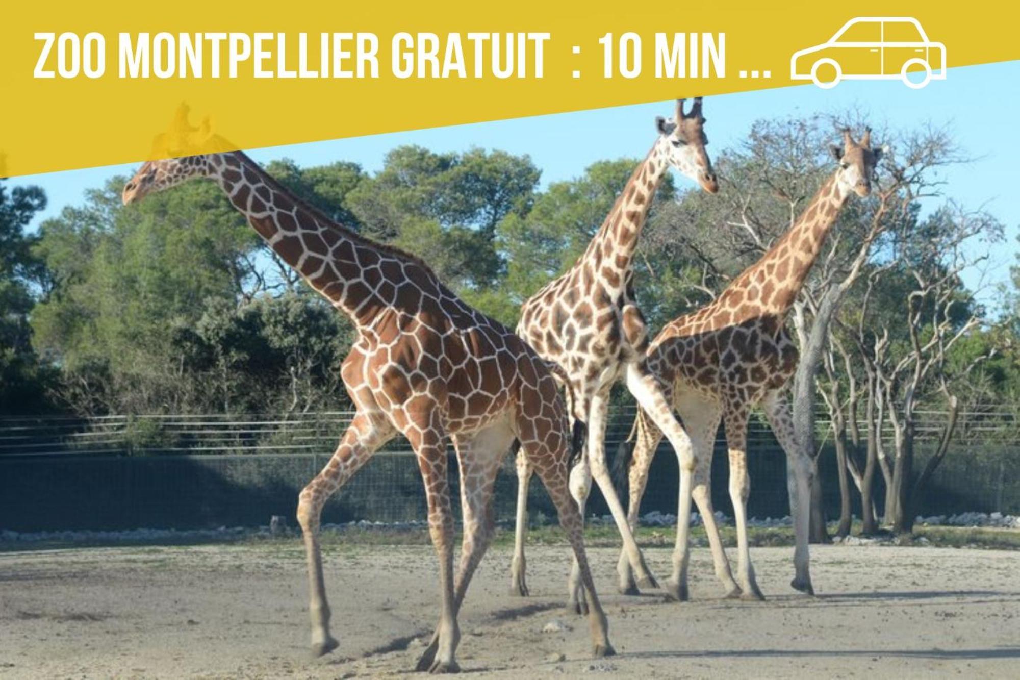 Amja Proche Clinique Saint-Roch Apt 3 Chambres 3 Salles De Bain Parking Gratuit Ideal Famille Groupe Coworking 10 Min Centre Ville 10 Min Plage 5 Min Sortie Autoroute مونبيلييه المظهر الخارجي الصورة